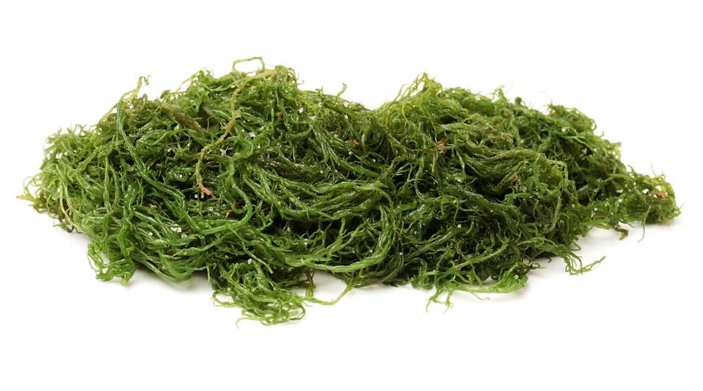 seaweed iodine content