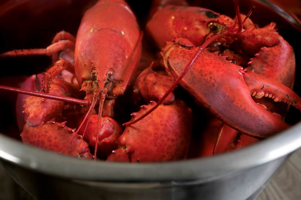 Can You Eat Lobster While Pregnant Seafood Explained Birthing For Life