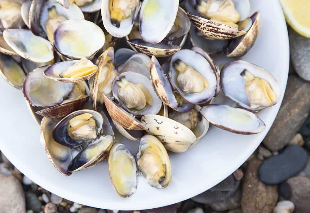 can-you-eat-clams-while-pregnant-mollusk-explained-birthing-for-life