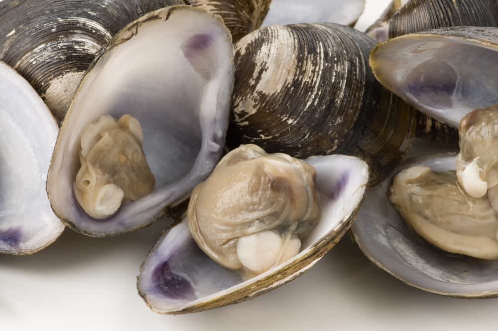 raw clams