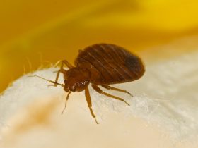 bed bugs during pregnancy