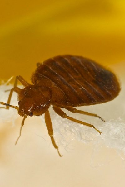 bed bugs during pregnancy