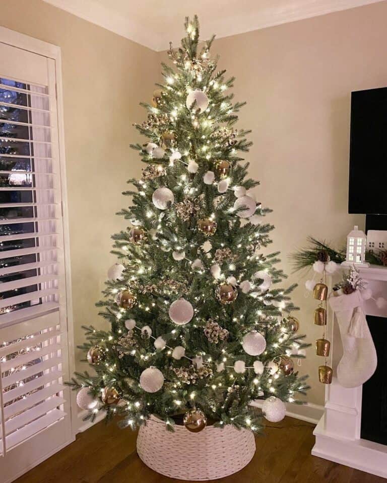 Spruce Tree in a White Collar